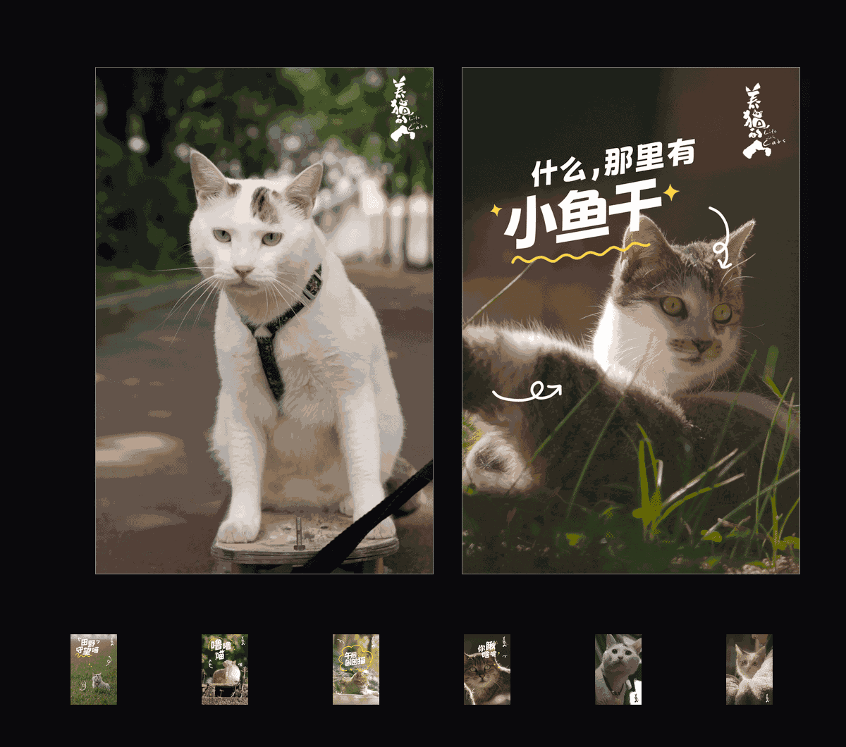 《养猫的人收藏集》表情包&高清壁纸，支持导入微信和QQ作为表情包-哔哩小岛