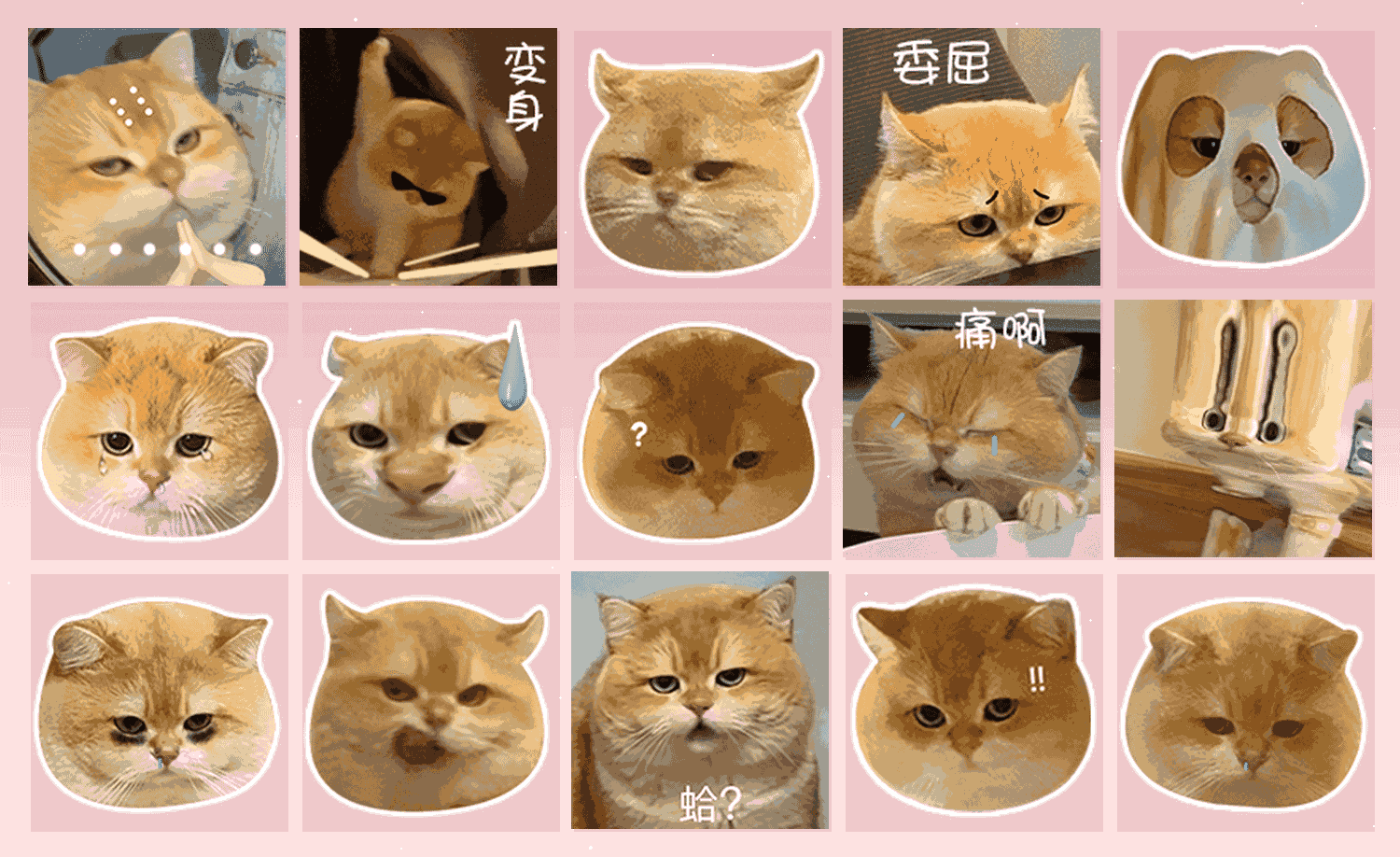坡坡的日常 表情包预览
