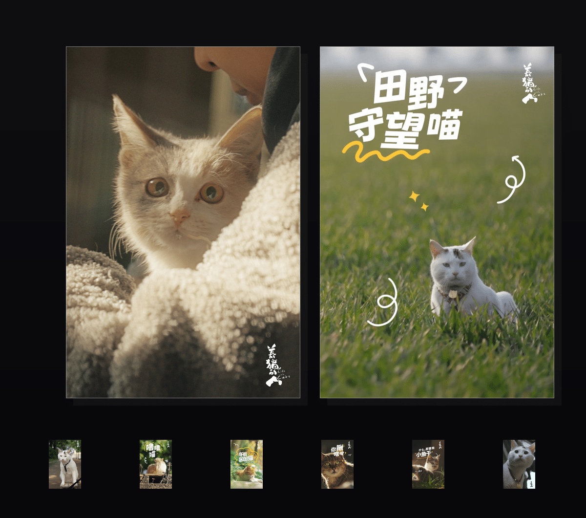 《养猫的人》表情包&高清壁纸，支持导入微信和QQ作为表情包-表情包小岛