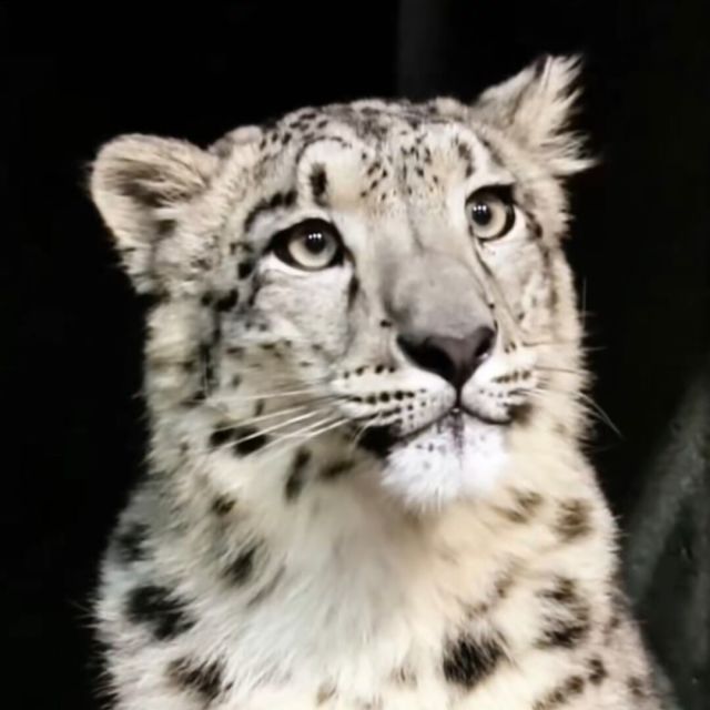 大咸喵逝川的头像-哔哩小岛